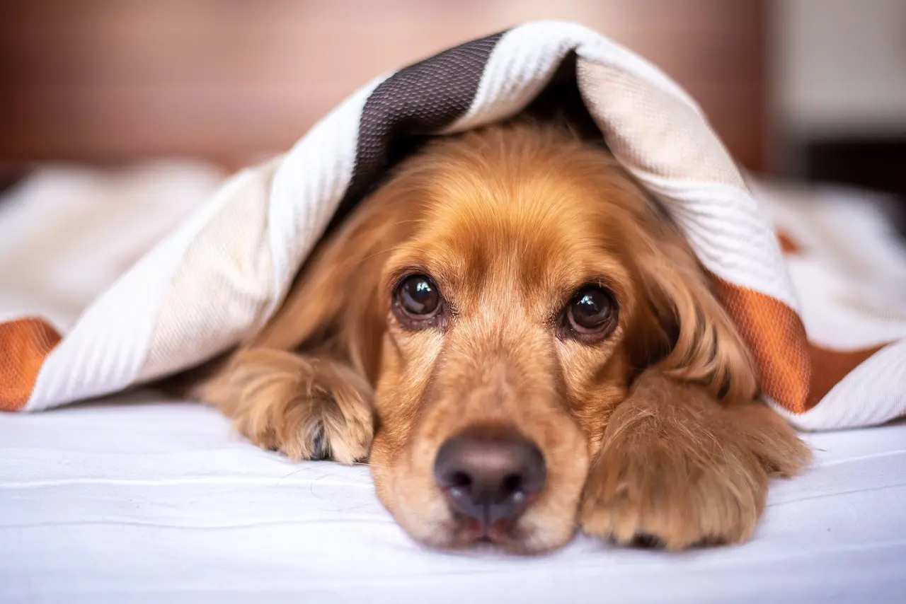 perro triste perro